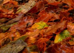 Normal_bladeren_blad_herfst