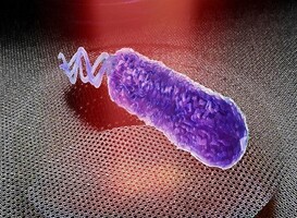 Normal_bacterie