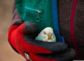 Vogelgriep aangetroffen op mbo-school, 1200 vogels preventief geruimd 