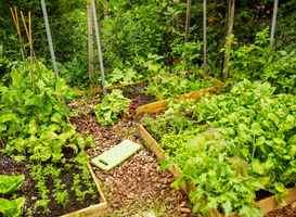 Normal_vegetable-garden-with-raised-beds-2023-11-27-05-05-34-utc