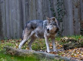 Normal_a-gray-wolf-stands-on-a-log-near-the-woods-of-his-2023-11-27-04-56-44-utc
