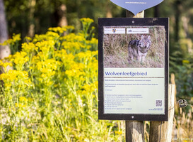 Meisje dat op stap was met bso is daadwerkelijk door wolf gebeten