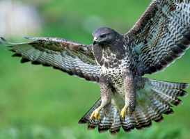 Buitenschoolse opvang in Twello krijgt bezoek van een buizerd 