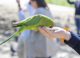 Vogelkooi als cursuslokaal voor middelbare scholieren bij vogelopvang Erica