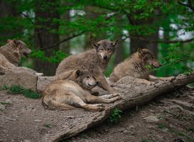 Utrecht adviseert kinderen samen naar school te laten fietsen vanwege wolf