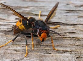 Normal_closeup-on-a-dark-colored-invasive-worker-asian-ho-2023-11-27-05-02-52-utc