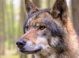 Schoolkamp gaat niet door vanwege wolf op de Veluwe 