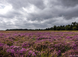 Wetenschappers Wageningen University maken zich zorgen om natuurplan biodiversiteit  