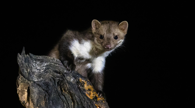 Carousel_stone-marten-on-tree-trunk-2023-11-27-04-53-08-utc