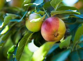 Leerlingen planten fruitbomen in weiland Selzerbeekdal 