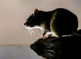 Terschelling begint met cursus ratten afschieten voor Terschellingers