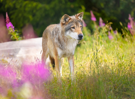 Bso Vrijland durft natuur weer in na incident met wolf 