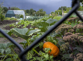 Normal_allotment-growing-healthy-sustainable-fresh-produc-2024-03-01-17-32-00-utc